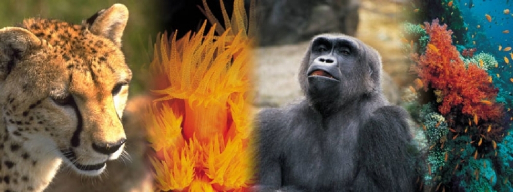 Zoology banner gorilla