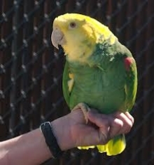 Parrot on a Zookeeper's hand.