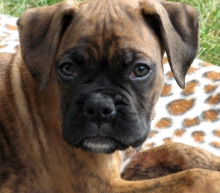 Boxer puppy.